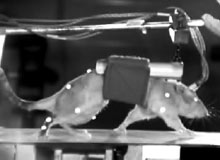 Electronic neural overpass helps inept mice travel again, tellurian application competence infer wily
